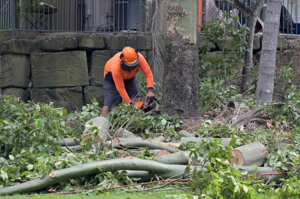 Best Tree Removal Near Me  in Las Lomas, CA